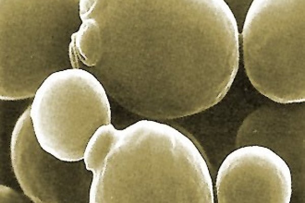 saccharomyces cerevisiae